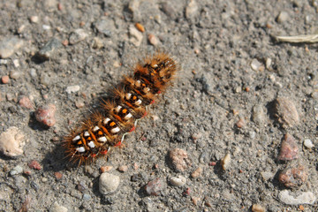 Caterpillar of Acronicta rumicis or knot grass