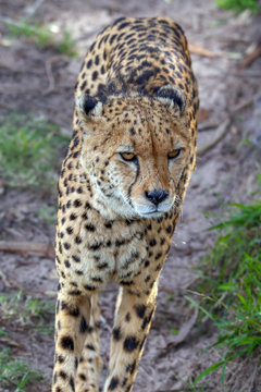 Cheetah