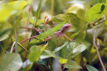 Lizard 1