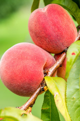 Ripe peaches on a branch close-up