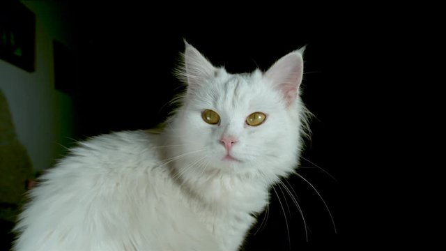 SLOW MOTION, CLOSE UP, PORTRAIT: Adult white kitten with striking yellow eyes sitting still in the dark. Cool close up of an adorable cat with long white whiskers and fur in front of a house at night.