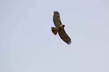 Hawk flying