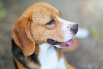  Beagle dog sits on the ground outdoor in the park.
