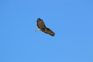 Bird of Prey