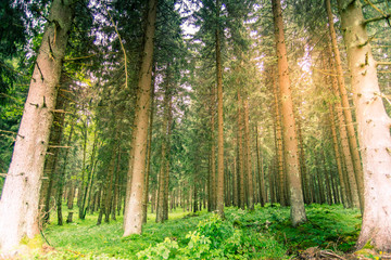Fototapeta premium Harz