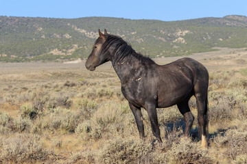 Majestic Wild Horse