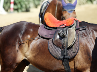 Sport horse close up under old leather saddle on dressage competition. Equestrian sport background.