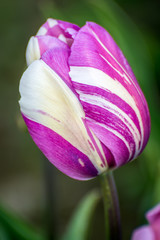 White and pink striped tulip close-up