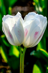 Twin white tulips with pink blush in sunshine in tulip fields