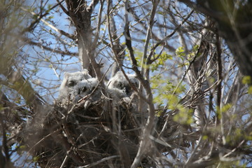 baby great horned owls