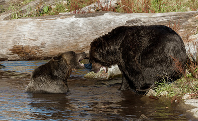 Couple of grizzly bears playing in the water on Grouse Mountain in Vancouver