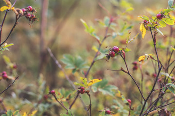 Close-up of dog-rose berries in fall. Dog rose fruits or Rosa canina. Wild rosehips in nature background at sunset