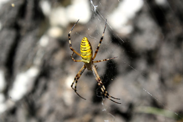 Yellow spider on a cobweb
