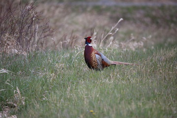 pheasant