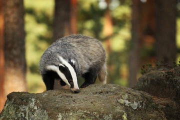 Young badger sniffing on stone - Meles meles