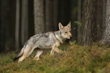 Papier Peint photo autocollant Loup Cabis lupus - Jeune louveteau de loup gris regardant autour de forêt
