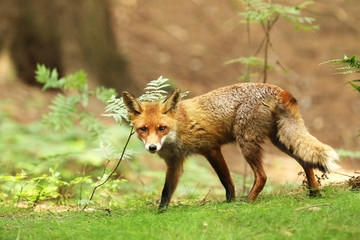 Naklejka na ściany i meble Red Fox, Vulpes vulpes, at european forest. Wildlife scene from Czech Republic