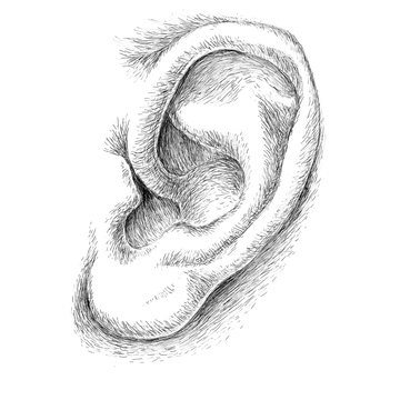 Anatomy Ear Human Sketch Vector Images over 160