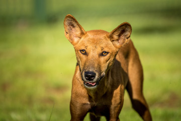 Dingo Australien