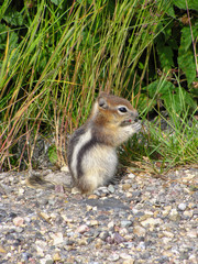 Cute squirrel eating berries, Canada