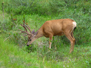 Deer with velvet-like antlers in a green environment, Canada