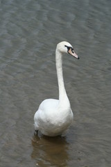 swan on the lake