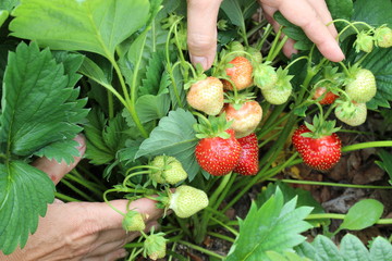 Strawberry in the female palms