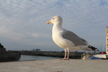 a big gull in the harbour waiting for fresh fish closeup