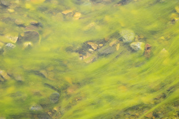 Obraz premium Nasse, rote Steine mit grünem Seetang überwuchert - Ostfjorde / Island