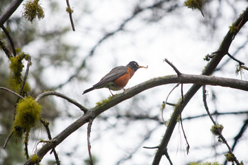 robin with worm