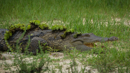 crocodile with grass on its body resting in nature