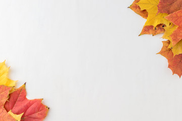 Bright autumn leaves on a light background