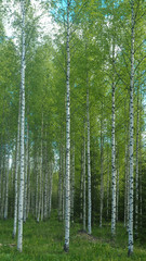 Fototapeta na wymiar birch wood in finland