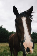 portrait of a horse