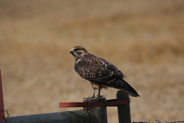 bird of prey