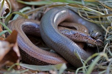 Slow worms