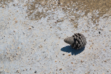 Conifer cone on a salty beach, Krk, Croatia