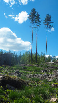 big deforestation in finland
