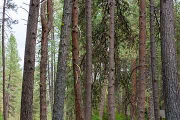 Obraz premium ponderosa pines