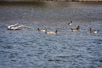 geese in water