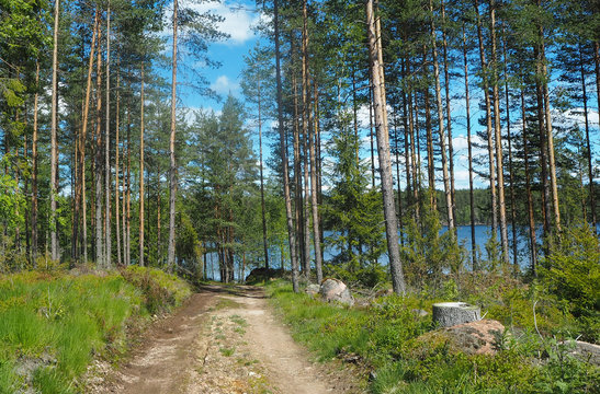 wild forest in finland
