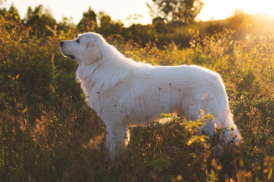 Portrait of Big white fluffy dog breed maremmano abruzzese shepherdstanding in the field at sunset