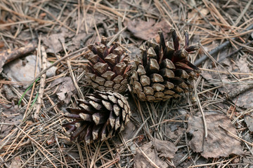 pine cone on a branch