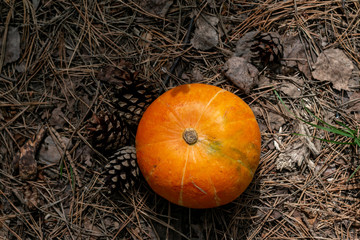 orange pumpkin in grass prepared for halloween