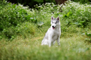 A portrait of Siberian husky who sits at green grass at park. A young grey & white female husky bitch has blue eyes. There are lot of white colored flowers and greenery.