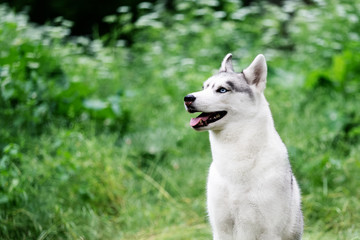A close-up portrait of Siberian husky who sits at green grass at park. A young grey & white female husky bitch has blue eyes. She looks up. There are lot of white colored flowers and greenery.