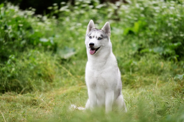 A close-up portrait of beautiful Siberian husky who sits at green grass at park. A young grey & white female husky bitch has blue eyes. There are lot of white colored flowers and greenery.