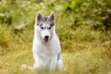 A close-up portrait of Siberian husky who sits at green grass at park. A young grey & white female husky bitch has blue eyes. She looks down. There are lot of white colored flowers and greenery.