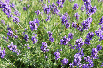 Lavender or lavandula purple flowers