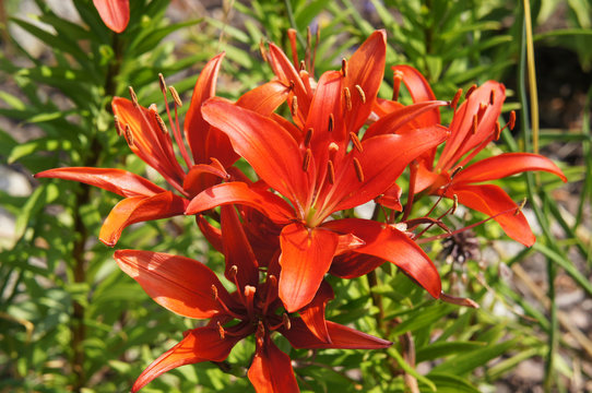 Lily faina red flowers